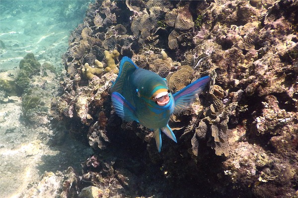 Parrotfish - Queen Parrotfish Parrotfish - Queen Parrotfish