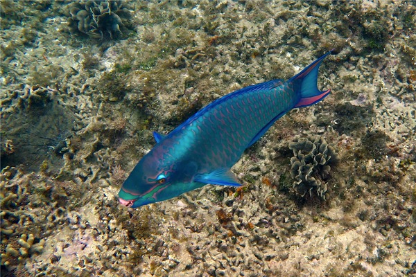 Parrotfish - Queen Parrotfish Parrotfish - Queen Parrotfish