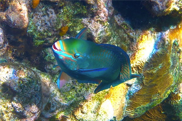 Parrotfish - Queen Parrotfish Parrotfish - Queen Parrotfish