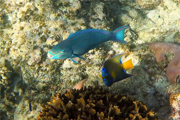 Parrotfish - Queen Parrotfish Parrotfish - Queen Parrotfish