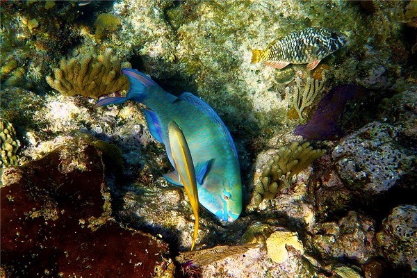 Parrotfish - Queen Parrotfish Parrotfish - Queen Parrotfish