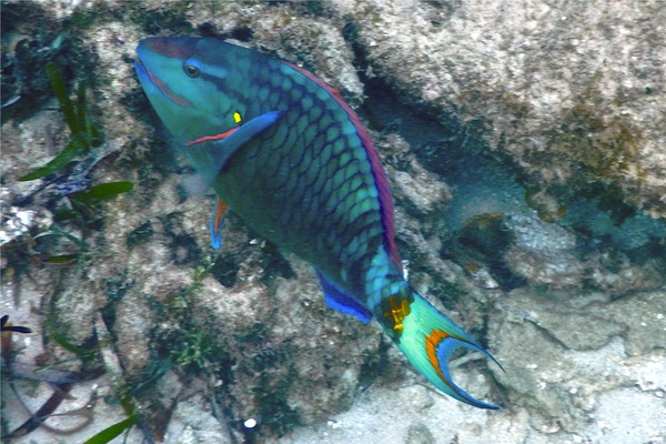 Parrotfish - Stoplight Parrotfish Parrotfish - Stoplight Parrotfish