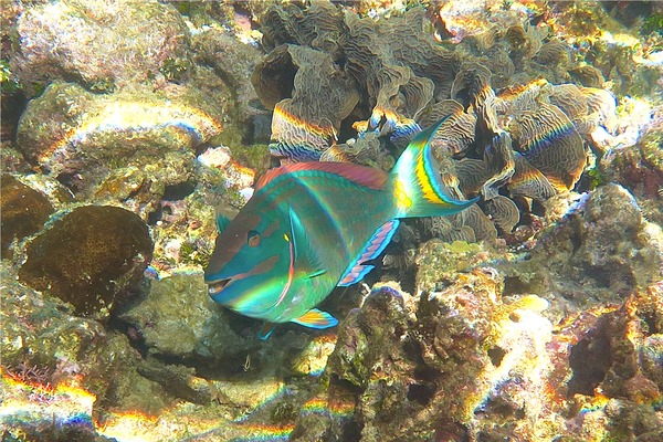 Parrotfish - Stoplight Parrotfish Parrotfish - Stoplight Parrotfish