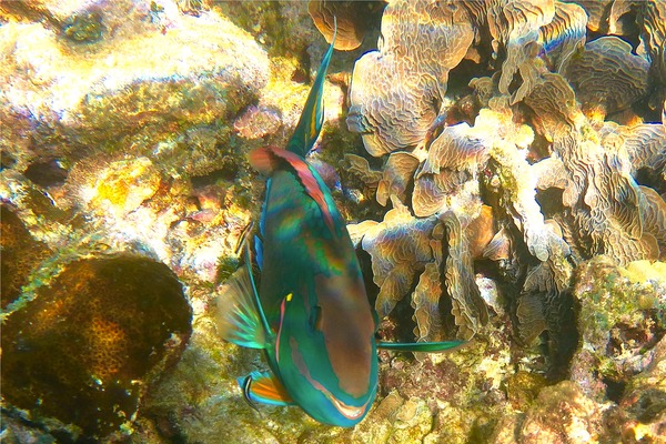 Parrotfish - Stoplight Parrotfish Parrotfish - Stoplight Parrotfish