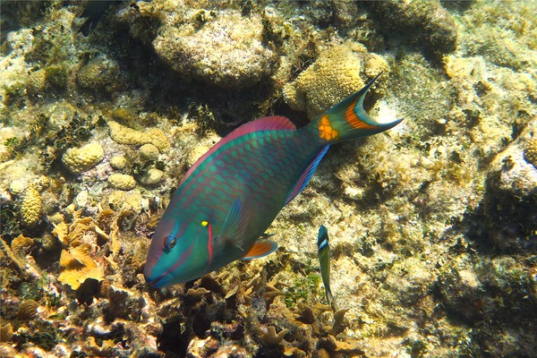 Parrotfish - Stoplight Parrotfish Parrotfish - Stoplight Parrotfish
