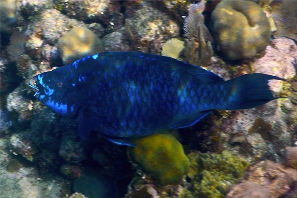 Parrotfish - Midnight parrotfish