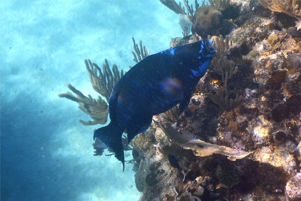 Parrotfish - Midnight parrotfish