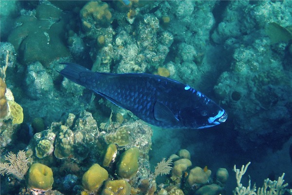 Parrotfish - Midnight parrotfish Parrotfish - Midnight parrotfish