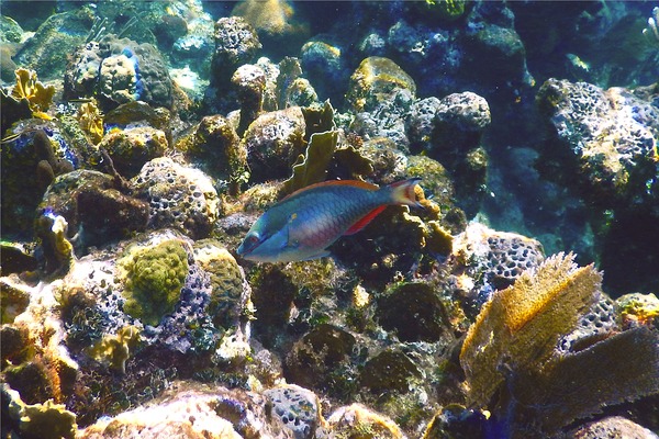 Parrotfish - Redband Parrotfish Parrotfish - Redband Parrotfish