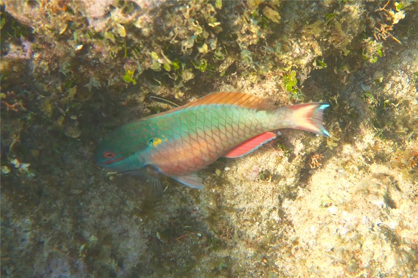 Parrotfish - Redband Parrotfish Parrotfish - Redband Parrotfish