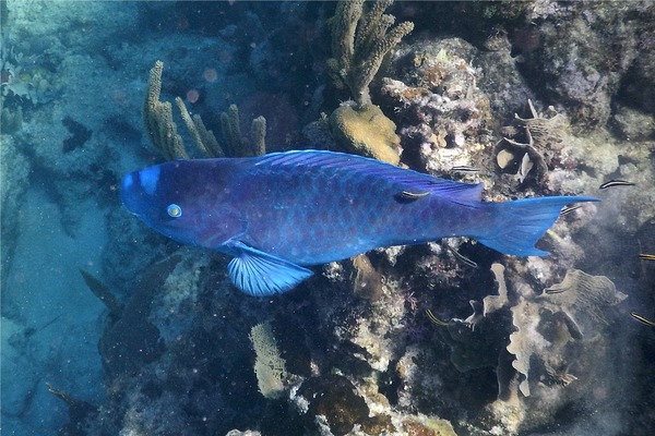 Parrotfish - Blue Parrotfish Parrotfish - Blue Parrotfish