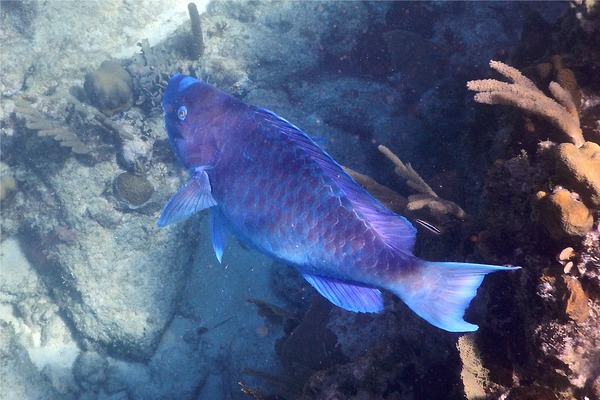 Parrotfish - Blue Parrotfish Parrotfish - Blue Parrotfish