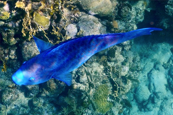 Parrotfish - Blue Parrotfish Parrotfish - Blue Parrotfish