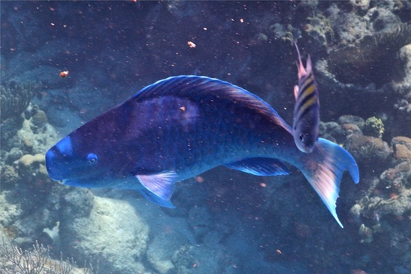 Parrotfish - Blue Parrotfish Parrotfish - Blue Parrotfish