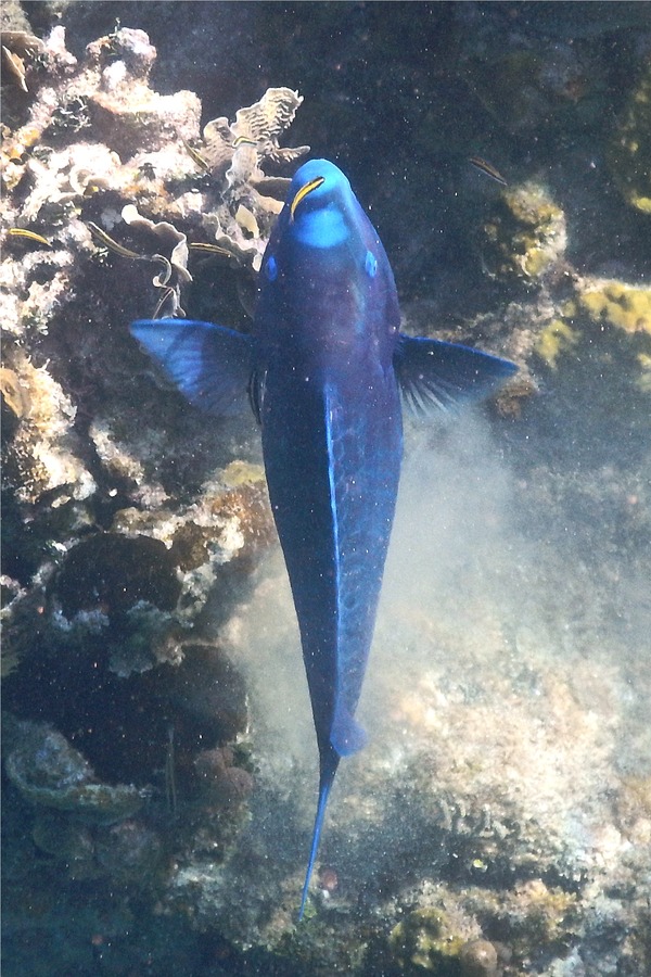 Parrotfish - Blue Parrotfish Parrotfish - Blue Parrotfish