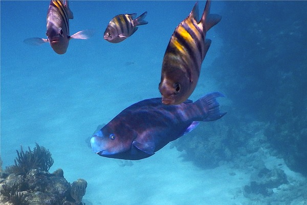 Parrotfish - Blue Parrotfish