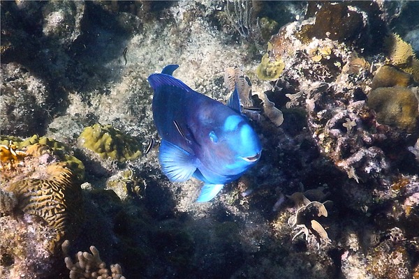 Parrotfish - Blue Parrotfish