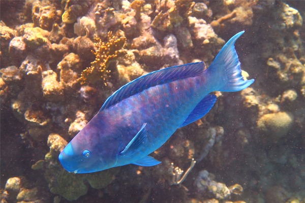 Parrotfish - Blue Parrotfish