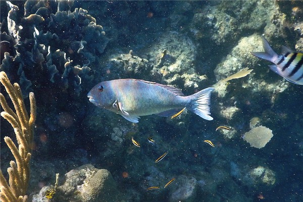 Parrotfish - Yellowtail Parrotfish