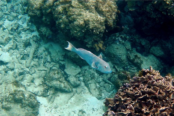 Parrotfish - Yellowtail Parrotfish