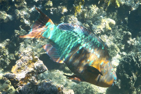 Parrotfish - Rainbow Parrotfish