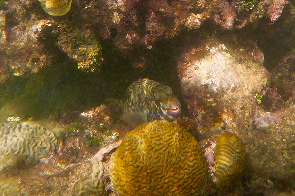 Parrotfish - Redtail Parrotfish