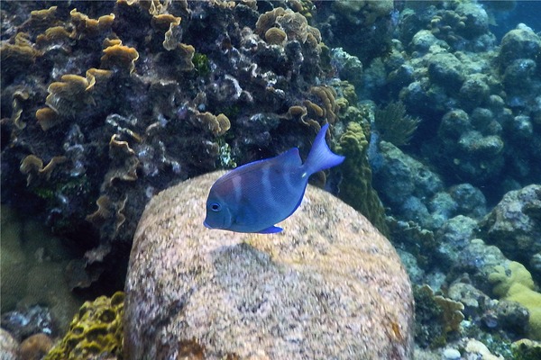 Surgeonfish - Blue Tang