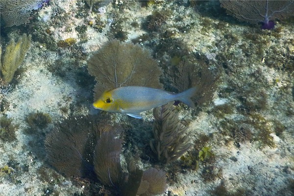 Porgies - Saucereye Porgy Porgies - Saucereye Porgy