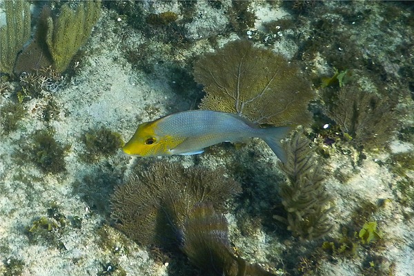 Porgies - Saucereye Porgy Porgies - Saucereye Porgy