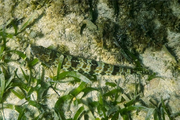 Lizardfish - Sand Diver