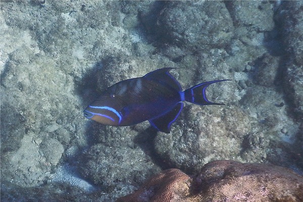 Triggerfish - Queen Triggerfish