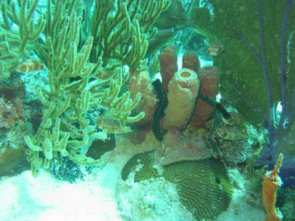 Porcupinefish - Balloonfish