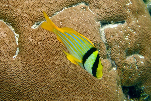 Porkfish - Porkfish Porkfish - Porkfish