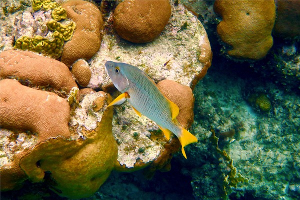 Snappers - Schoolmaster Snappers - Schoolmaster