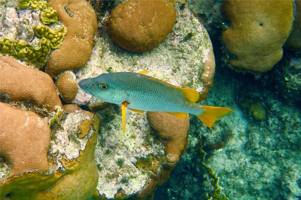 Snappers - Schoolmaster Snappers - Schoolmaster