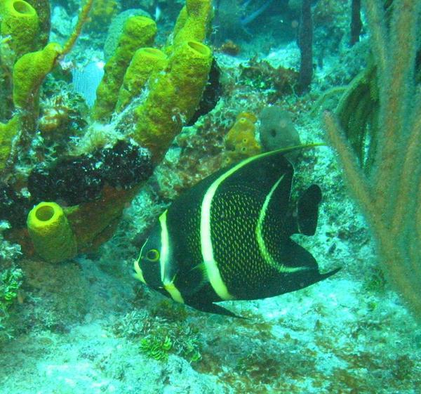 Angelfish - French Angelfish