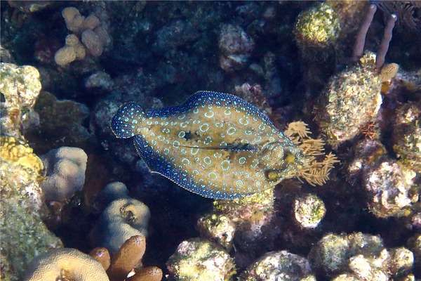 Flounders - Plate Flounder