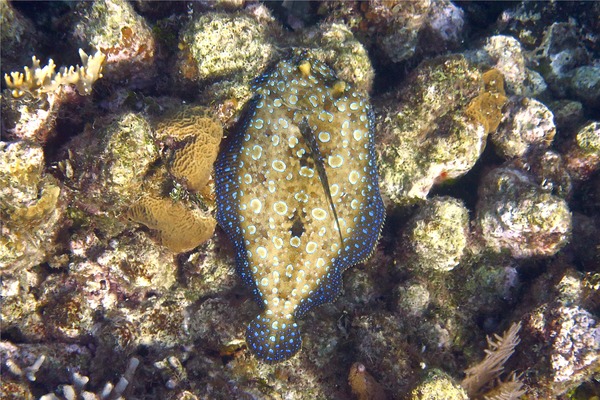 Flounders - Plate Flounder