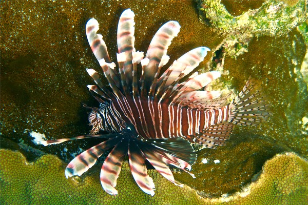 Lionfish - Common Lionfish