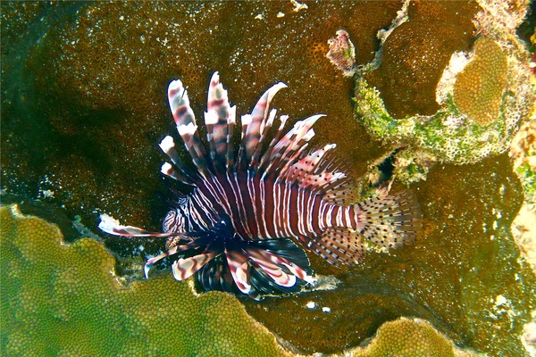 Lionfish - Common Lionfish