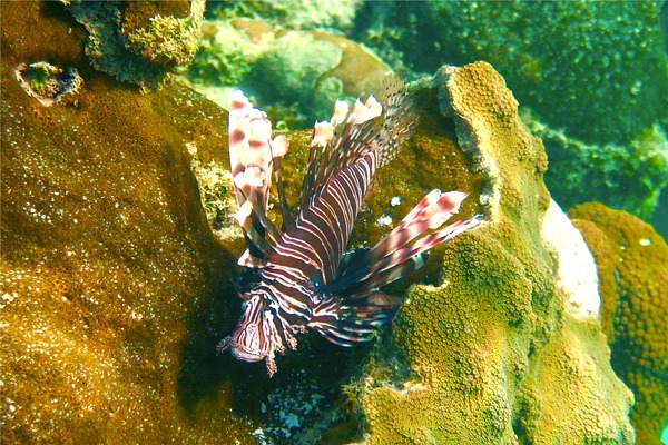 Lionfish - Common Lionfish