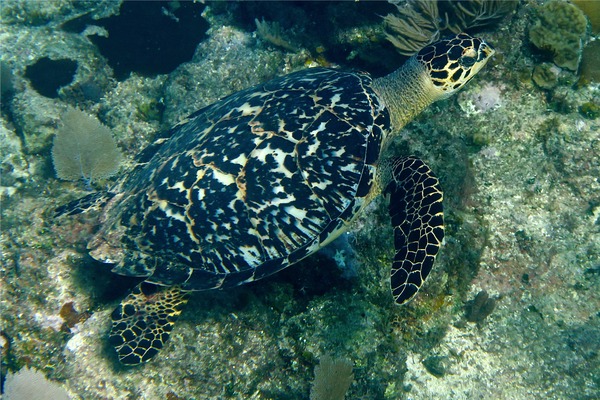 Turtle - Hawksbill Turtle