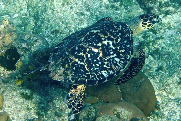Turtle - Hawksbill Turtle