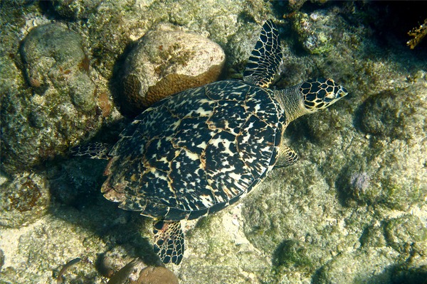 Turtle - Hawksbill Turtle