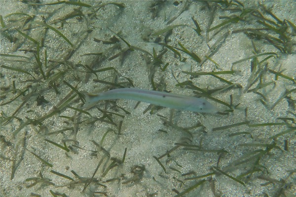 Tilefish - Sand Tilefish Tilefish - Sand Tilefish