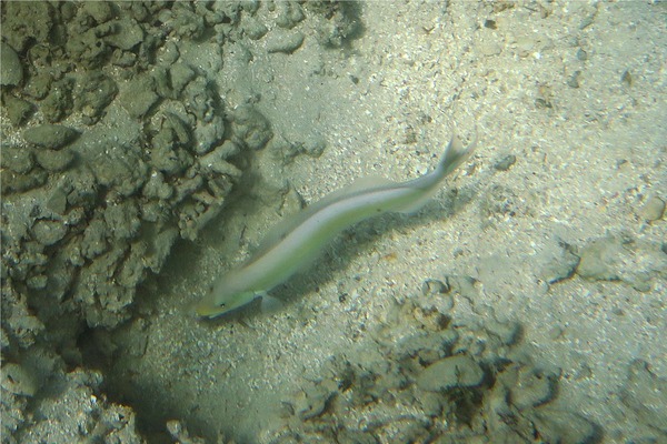 Tilefish - Sand Tilefish Tilefish - Sand Tilefish