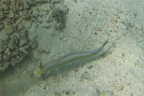Tilefish - Sand Tilefish Tilefish - Sand Tilefish