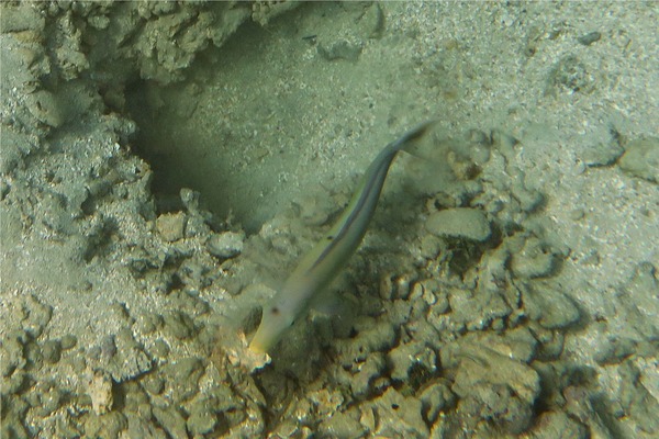 Tilefish - Sand Tilefish Tilefish - Sand Tilefish