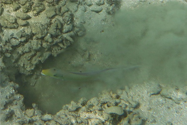 Tilefish - Sand Tilefish Tilefish - Sand Tilefish