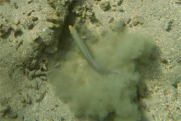 Tilefish - Sand Tilefish Tilefish - Sand Tilefish